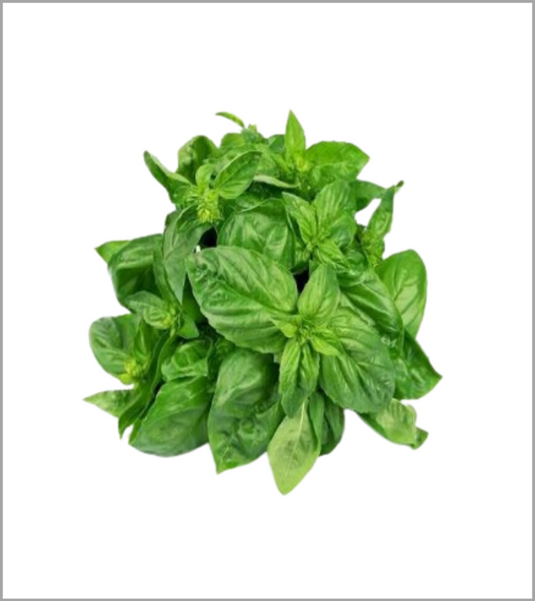 Basil Leaves (Tulsi ke Pattay)